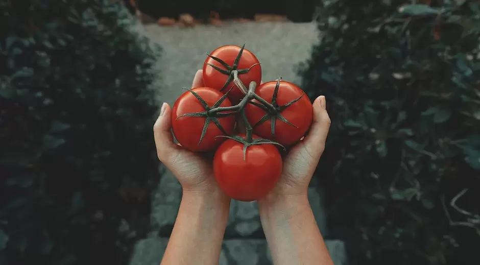 rajčata pro potenci